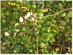 Image result for Ziziphus mauritiana
