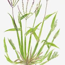 Image result for Digitaria sacculata