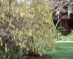 Image result for Vernonia praecox