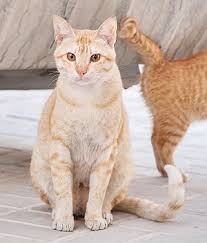 Iffat ara kanon 4 sec. Arabian Mau Breed Information Pictures Kitten Price All Cat Breeds Cat Breeds Cute Cats