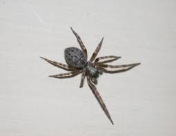 The front part of the spider's body is called the cephalothorax while the back is called the abdomen. Grey House Spider Facts Identification And Pictures