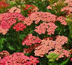 Maybe you would like to learn more about one of these? Tutti Frutti Apricot Delight Yarrow Achillea Sun Lover Quart Pot Walmart Com Walmart Com