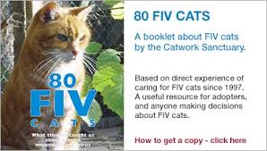 Verb to stop engaging with some piece of media or technology that requires the use of one's hands. Fiv The Facts Not The Fiction About Feline Immunodeficiency Virus Cat Chat