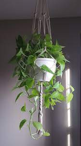Neon Pothos Neon Pothos Macrame Plant Hanger Plant Hanger