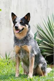 This unique coat color is the result of red hairs interspersed through a white coat, which is what all. Australian Cattle Dog Breed Information Pictures Queensland Heeler Blue Heeler Red Heeler Bluey Acd Cattle Dog Australian Heeler Hall S Heeler