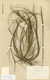 Image result for Potamogeton schweinfurthii