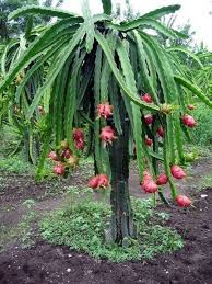 We did not find results for: Everything You Need To Know About Dragon Fruit Trees In 2021 Fruit Tree Garden How To Grow Dragon Fruit Dragon Fruit Plant
