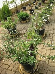 Image result for Rhinacanthus submontanus