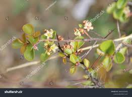 Image result for Gymnosporia buxifolia