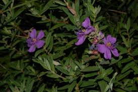 Image result for Dissotis