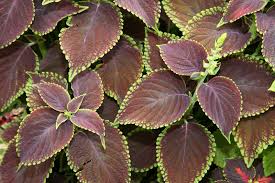 Image result for Coleus sylvestris