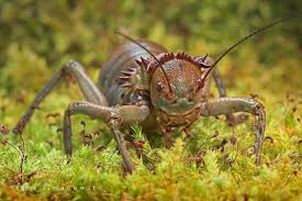 Pin By Damon Anthony On Bakkes Whaaa Macro Photos Insects Cute Little Things