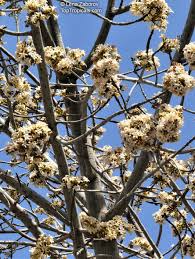Image result for Brachychiton australis