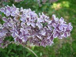 We did not find results for: 7 Kinds Of Fragrant Flowers For A Sweet Smelling Garden Dengarden