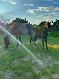 Image result for tbn:tVj6rqcH-AQR9M::www.pregonagropecuario.com.ar/images/caballo_overo.jpg