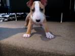 Bull Terrier Puppies for Sale from Reputable Dog Breeders