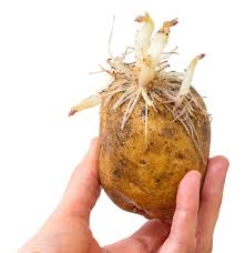 Potatoes are a staple of several ethnic diets. Planting Sprouting Potatoes Thriftyfun
