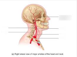 Blood is supplied to parts within the neck, head and brain through branches of the subclavian and common carotid arteries. Figure 30 2 A Right Lateral View Of Major Arteries Of The Head And Neck Diagram Quizlet