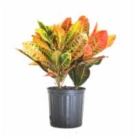 Pros & cons of kroger delivery. J3l3jujiwdjszm