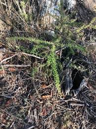 Image result for Gymnosporia matoboensis