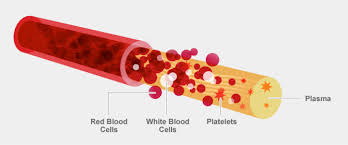 What is Blood? | OneBlood
