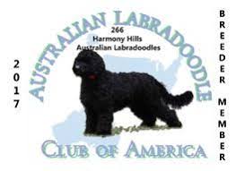 Yellow, white, chocolate, black, english, pure designer breed labradoodles, labradoodle breeders, labradoodle puppies for sale in arizona, located in scottsdale, az. Pin On Animals