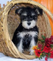 Black And Silver Miniature Schnauzer Puppies For Sale Miniature Schnauzers Aww This Little Mini Is Just So Adorable Schnauzer Puppy