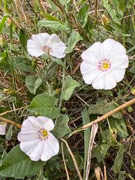 Image result for Convolvulus arvensis