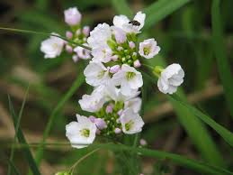 Image result for Cardamine