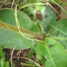 Image result for Gerbera piloselloides