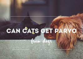 You need to have your cat immunized against them. Can Cats Get Parvo From Dogs Fluffy Kitty