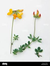 Image result for Lotus corniculatus