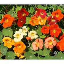 Nasturtium flowers liven up any garden with bright, happy colours. Tom Thumb Mix Nasturtium Seeds Ne Seed