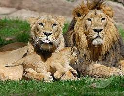 Lion Family Lion Family Big Cat Family Lion Pictures