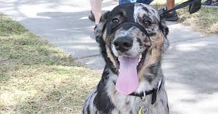 How do i put the gentle leader on? How To Use A Gentle Leader For Loose Leash Walking Crafty Canine Club