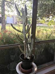 If you have a lot of cacti, the best thing to do is put them in crates or bins so you can transport them more easily. Propagating Euphorbia Lactea White Ghost