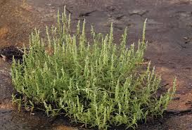 Image result for Justicia betonica