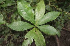 Image result for Argomuellera