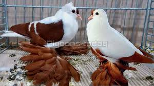 Black And White Pigeon Name Pin On Fancy Pigeons Breeders