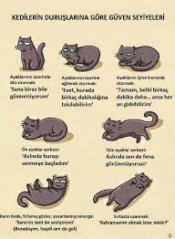 mantar in maceralari miyu halleri 1 crazy cats cat behavior cat care