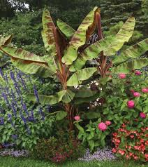 Image result for Musa acuminata