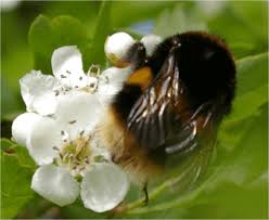 Image result for Bombus terrestris