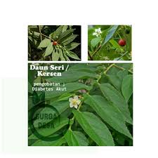 Jadi jika malam hari daun nya tetap mengucup karena tidak mendapat sinar matahari. Daun Kersen Kering 1kg Daun Kersen Untuk Struk Daun Kersen Untuk Darah Tinggi Daun Kersen Untuk Diet Shopee Indonesia