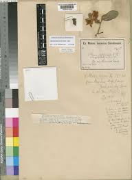 Image result for Grewia arborea