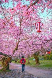 Sakura Cherry Blossom Japan Cherry Blossom Temple Gardens