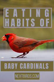 One died, i put on plastic gloves and put the 2 … read more. Eating Habits Of Baby Cardinals What Do Baby Cardinals Eat What Are Important Things To Feed Them Baby Cardinals Cardinals Backyard Birds
