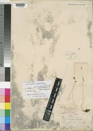 Image result for Drimia calcarata