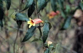 Image result for Bignonia capreolata