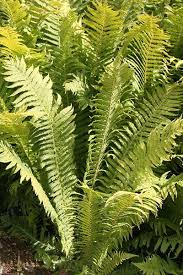 We did not find results for: 9cm Pot Matteuccia Struthiopteris Ostrich Fern Perennial Tree Fern Outdoor Plants Gardening