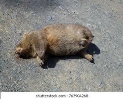 Image result for dead wombat